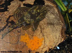 ancistrus-dolichopterus