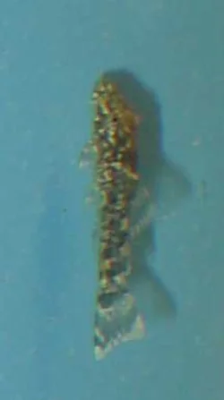 ancistrus-dolichopterus