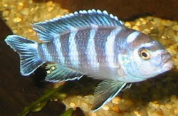 pseudotropheus-demasoni