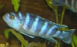 pseudotropheus-demasoni