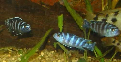 pseudotropheus-demasoni