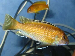 pseudotropheus-sp-black-dorsal