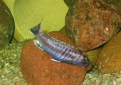 pseudotropheus-sp-black-dorsal
