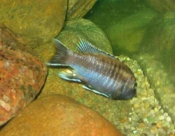 pseudotropheus-sp-black-dorsal