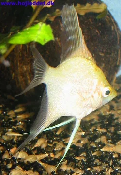 pterophyllum-scalare