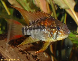 apistogramma-viejita