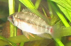 apistogramma-viejita