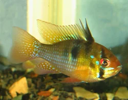 mikrogeophagus-ramirezi