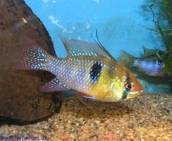 mikrogeophagus-ramirezi