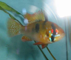 mikrogeophagus-ramirezi