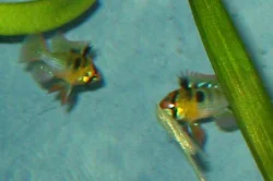 mikrogeophagus-ramirezi