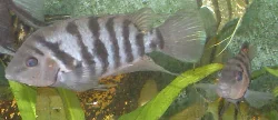 archocentrus-nigrofasciatus