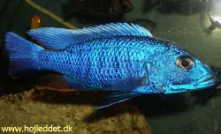 scianochromis-fryeri