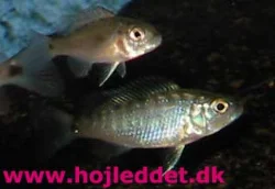 scianochromis-fryeri