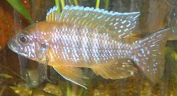 aulonocara-sp-rod-rubin