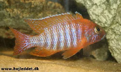 aulonocara-sp-rod-rubin