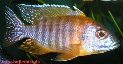 aulonocara-sp-rod-rubin