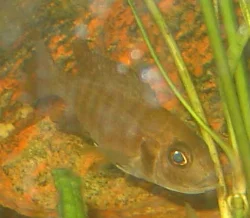 aulonocara-sp-rod-rubin