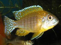 aulonocara-sp-rod-rubin