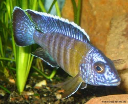 aulonocara-stuartgranti-chitimba