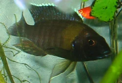 aulonocara-stuartgranti-chitimba