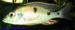 tramitichromis-intermedius