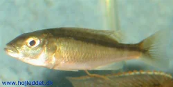 champsochromis-caeruleus