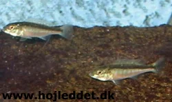 champsochromis-caeruleus