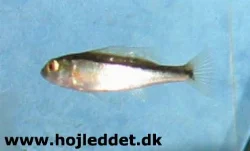 champsochromis-caeruleus