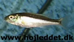 champsochromis-caeruleus