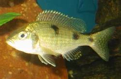 trematocranus-placodon