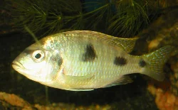 trematocranus-placodon