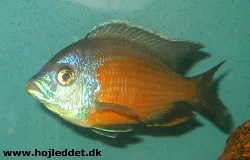 copadichromis-borleyi-kadango