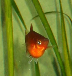 xiphophorus-maculatus