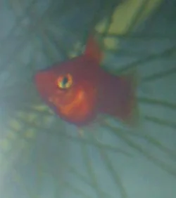 xiphophorus-maculatus