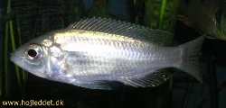 copadichromis-ilesi