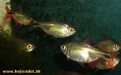 hyphessobrycon-anisitsi