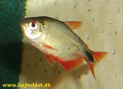 hyphessobrycon-anisitsi
