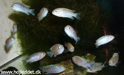 cynotilapia-afra-sp-yellow-top