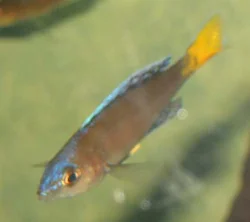 cyprichromis-leptosoma