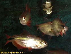 hyphessobrycon-anisitsi