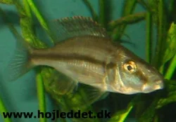 dimidiochromis-compressiceps