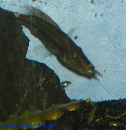 dimidiochromis-compressiceps