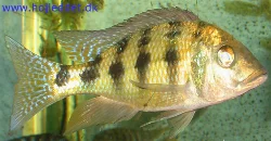 fossorochromis-rostratus