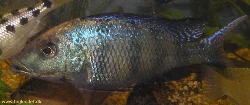 fossorochromis-rostratus