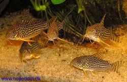 corydoras-sterbai