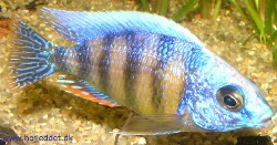 protomelas-sp-steveni-taiwan