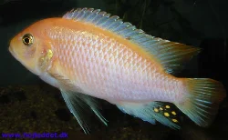 metriaclima-estherea