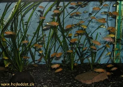 metriaclima-estherea