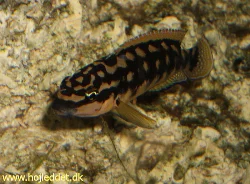 julidochromis-transcriptus-kalemie